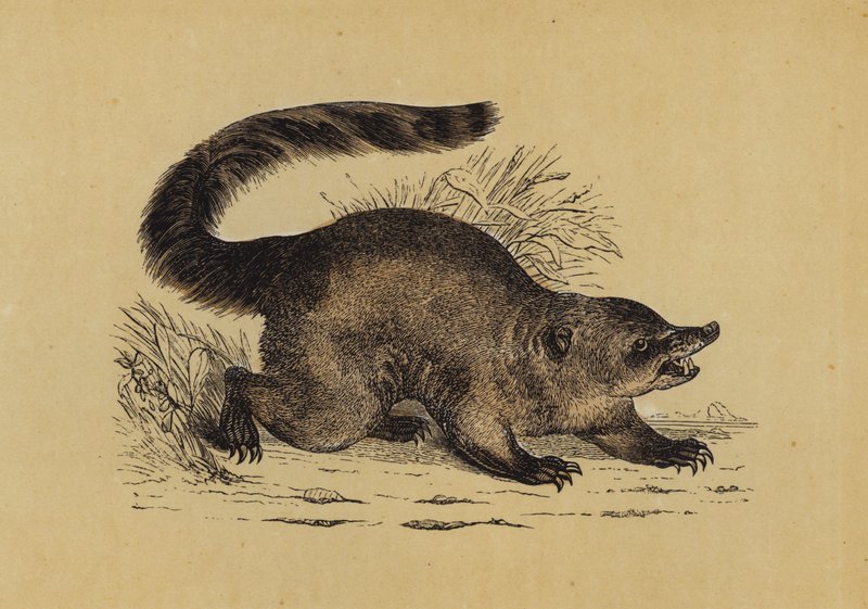 Coati (litografía en color) de English School