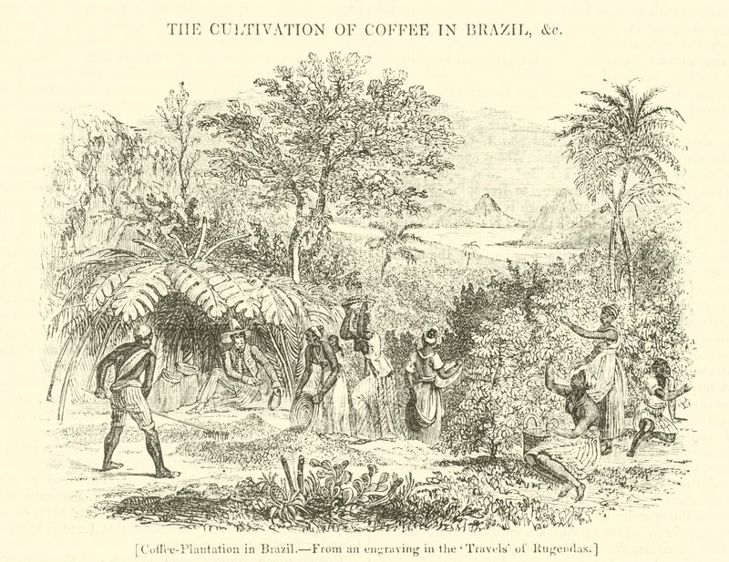 Plantación de café en Brasil de English School