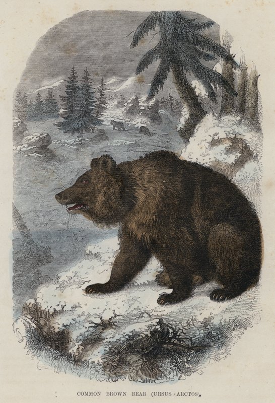 Oso pardo común, Ursus Arctos de English School