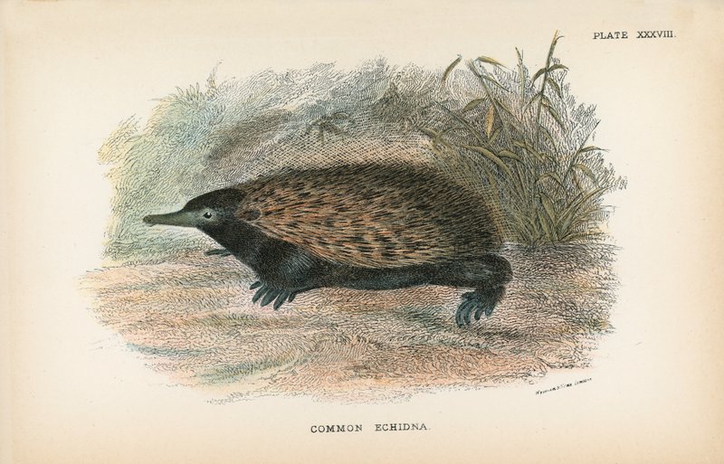 Equidna común de English School