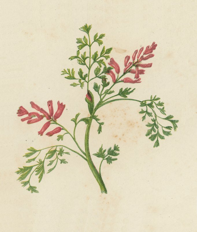 Fumaria común, Fumaria Officinalis (litografía en color) de English School