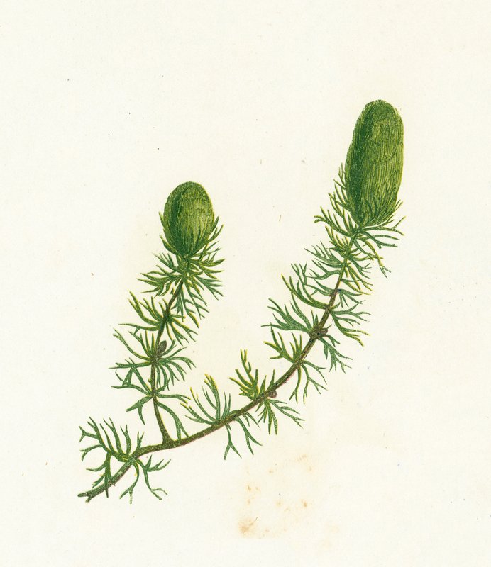 Ceratofilo Común, Ceratophyllum Demersum de English School