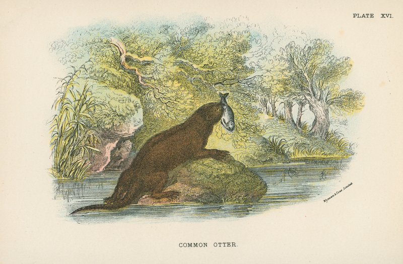 Nutria Común de English School