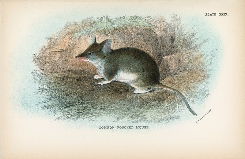 Ratón marsupial común de English School