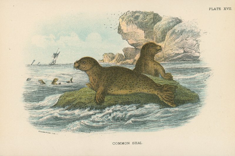 Foca común de English School
