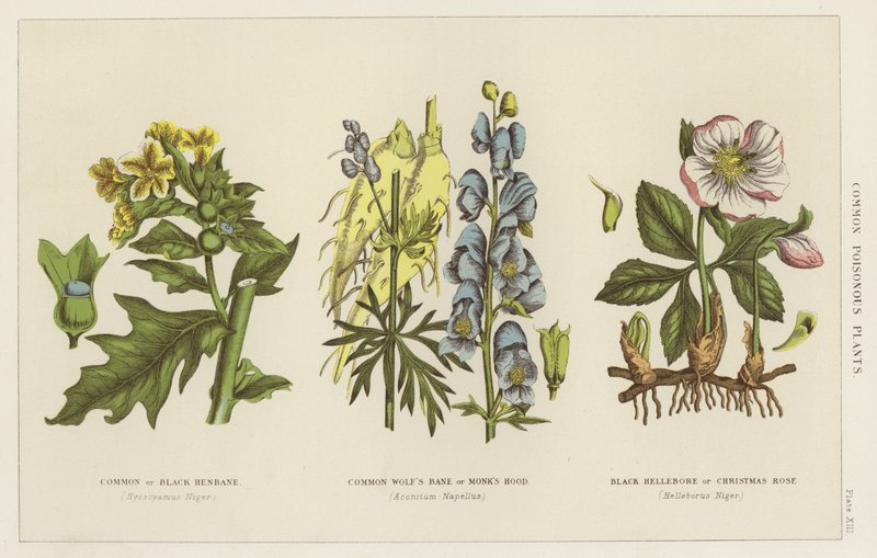 Plantas venenosas comunes (grabado) de English School