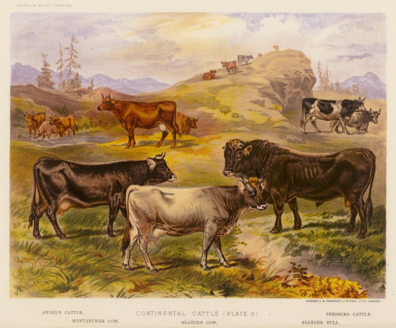 Continental Cattle (litografía en color) de English School