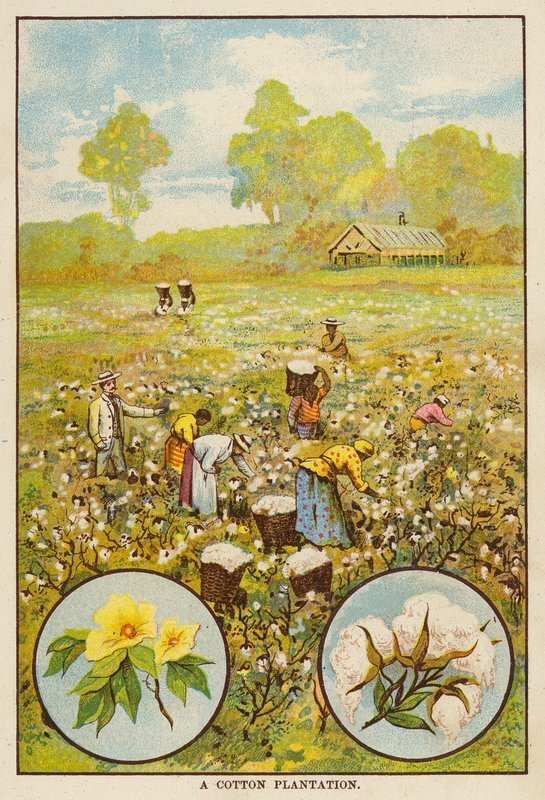 Plantación de algodón (litografía en color) de English School