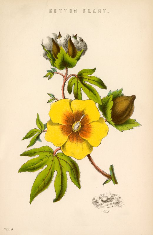 Planta de algodón de English School