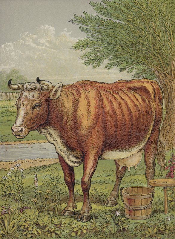 Vaca de English School
