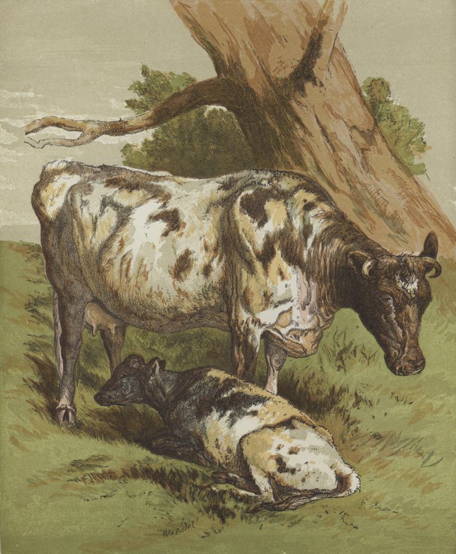 Vaca y ternero de English School