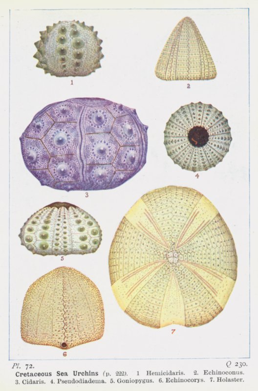 Erizos de mar del Cretácico (litografía en color) de English School