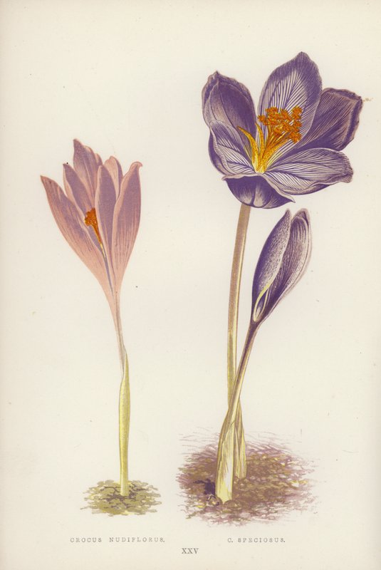 Crocus Nudiflorus; C Speciosus (litografía en color) de English School