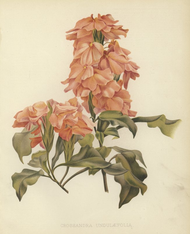 Crossandra undulaefolia de English School