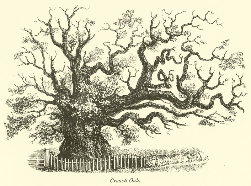 Roble de Crouch de English School