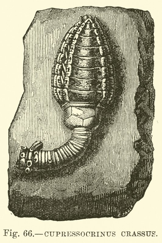 Cupressocrinus crassus de English School
