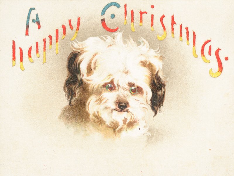 ¡Perro Lindo! Tarjeta de Navidad de English School