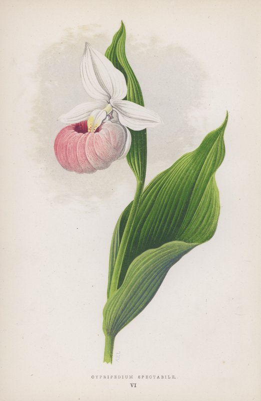 Cypripedium Spectabile de English School