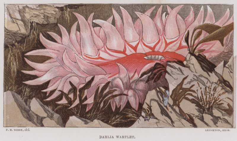 Dahlia Wartlet (litografía en color) de English School
