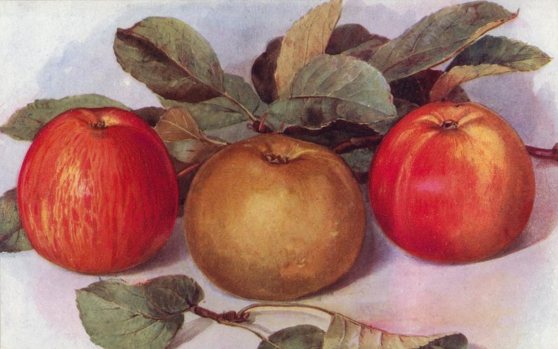 Manzanas de postre (litografía en color) de English School
