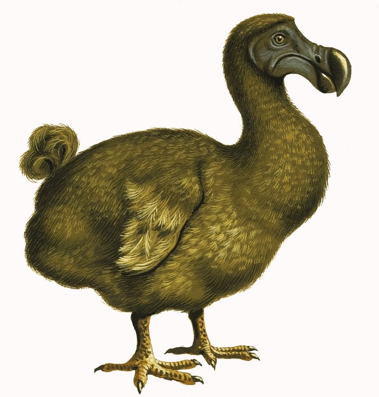 Dodo de English School