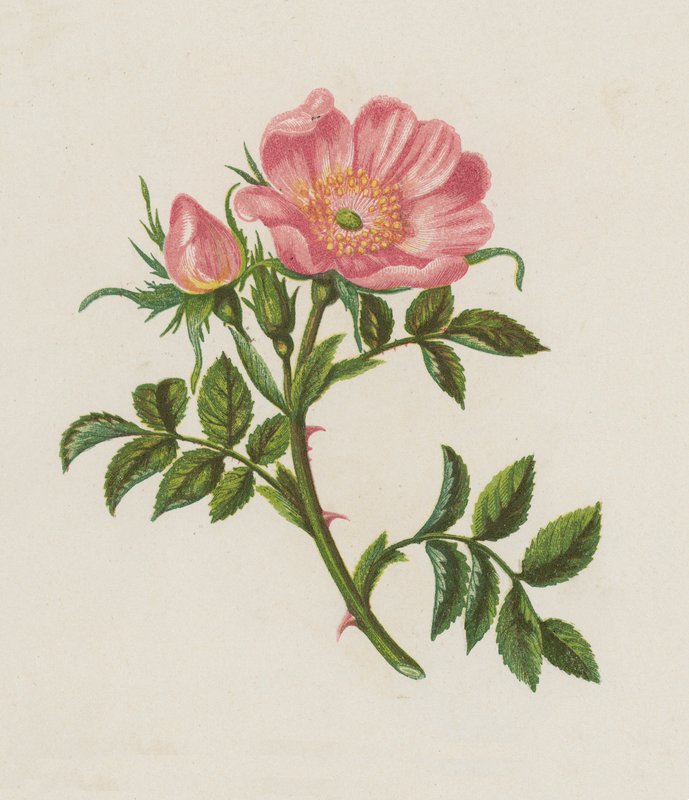 Rosa canina (litografía en color) de English School