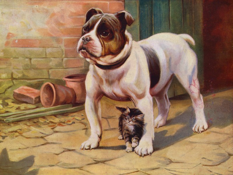 Perro y gatito (lito de color) de English School