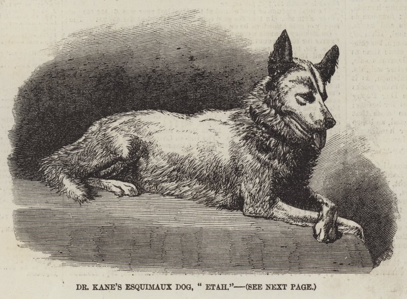 El perro esquimal de Dr. Kane, "Etah" de English School