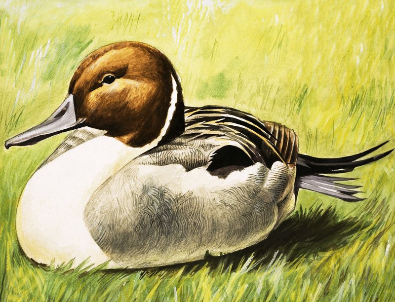 Pato de English School
