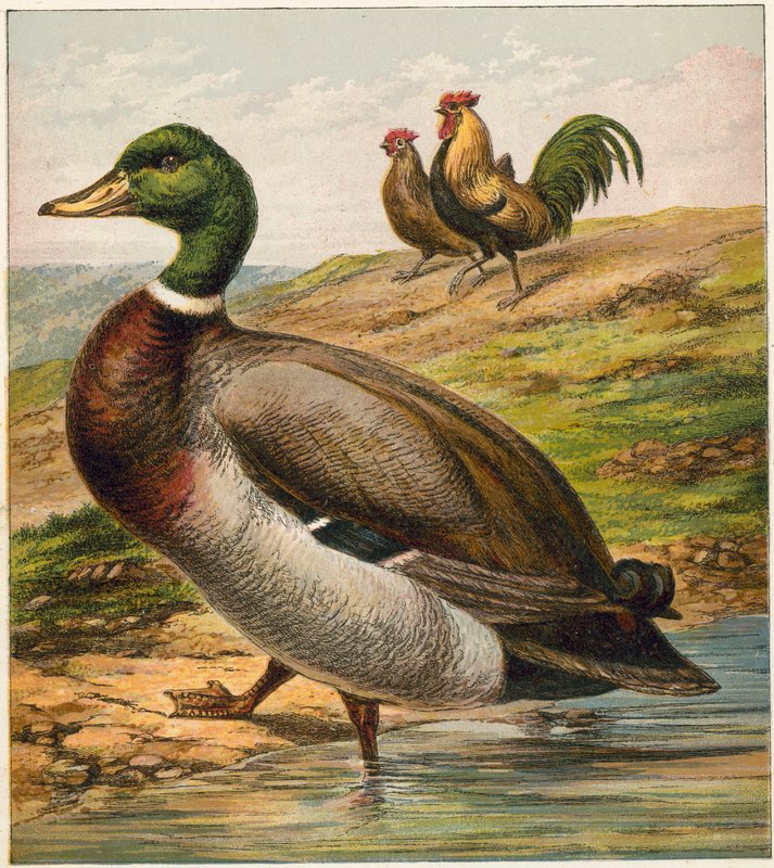 Pato de English School
