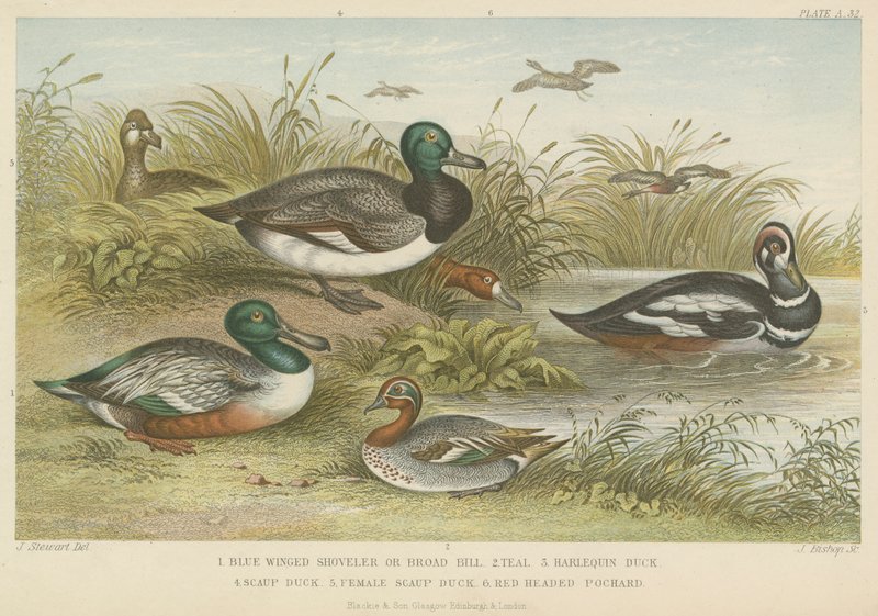 Patos de English School