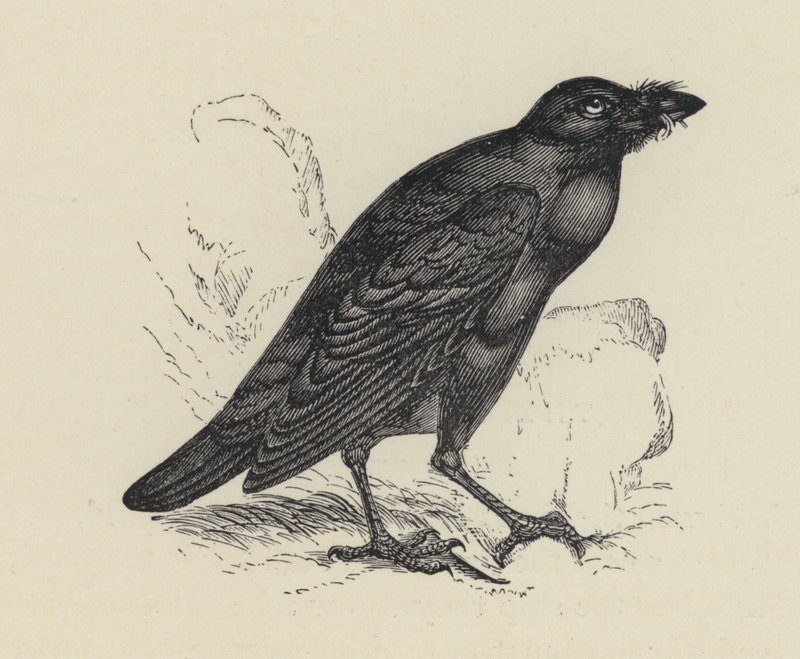 Edgar Allen Poe, El cuervo (grabado) de English School