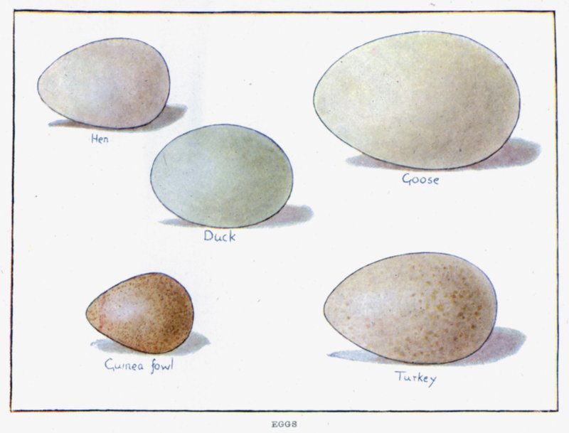 Huevos (litografía en color) de English School