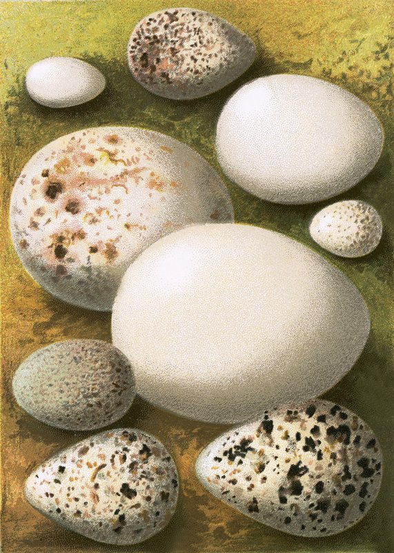 Huevos de English School