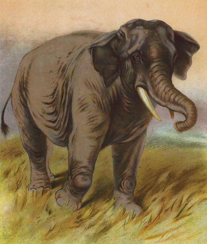 Elefante (litografía en color) de English School
