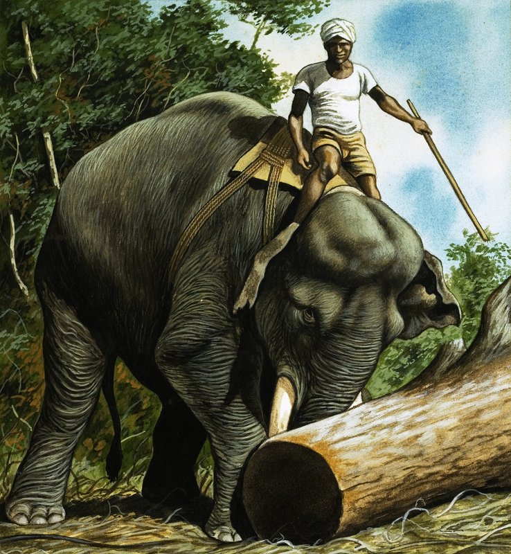 Elefante rodando un tronco de English School