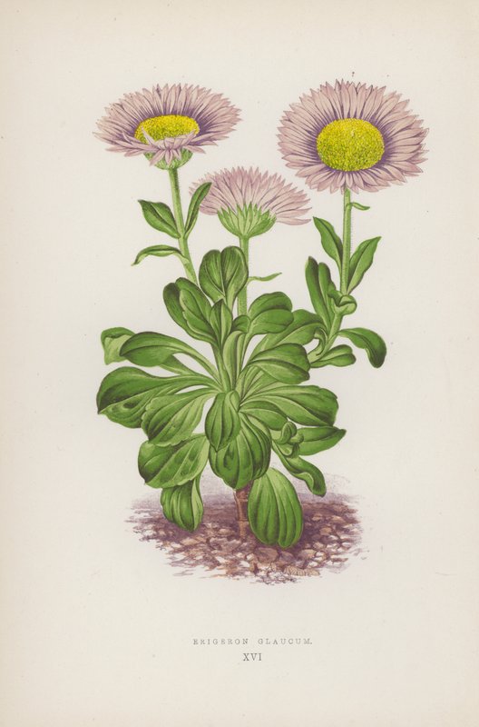 Erigeron Glaucum (litografía en color) de English School