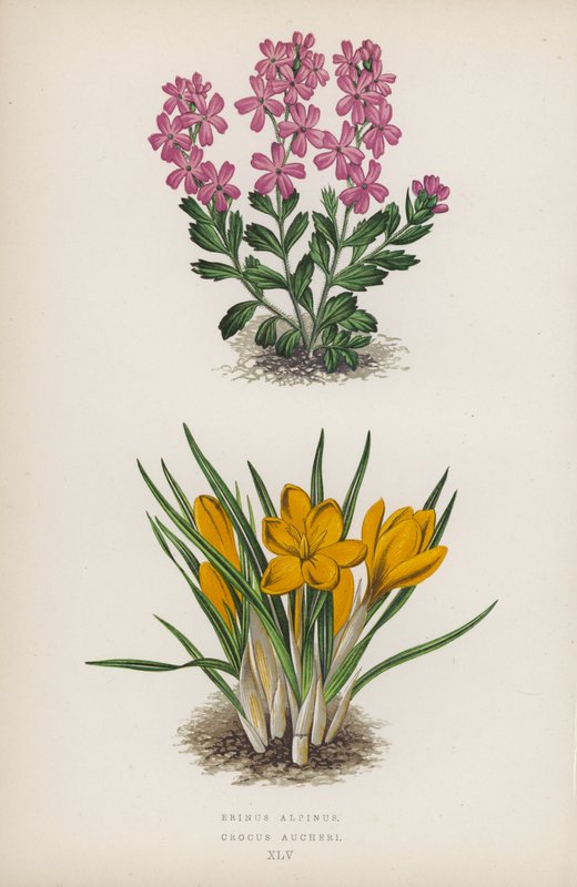 Erinus alpinus; Crocus Aucheri (litografía en color) de English School