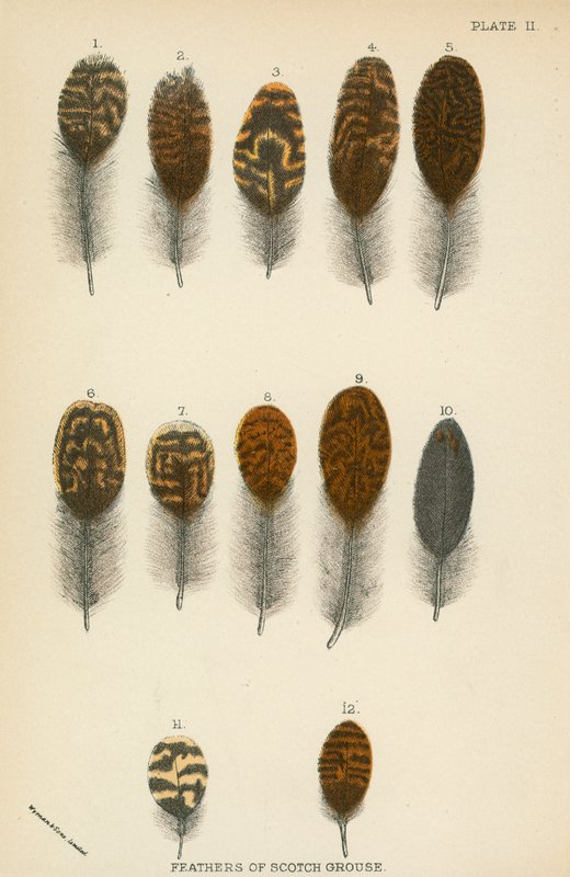 Plumas de urogallo escocés de English School