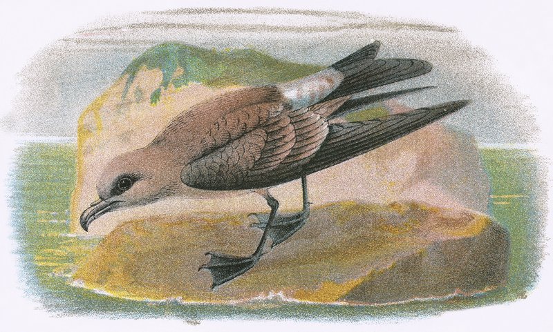 Petrel de cola bifurcada de English School