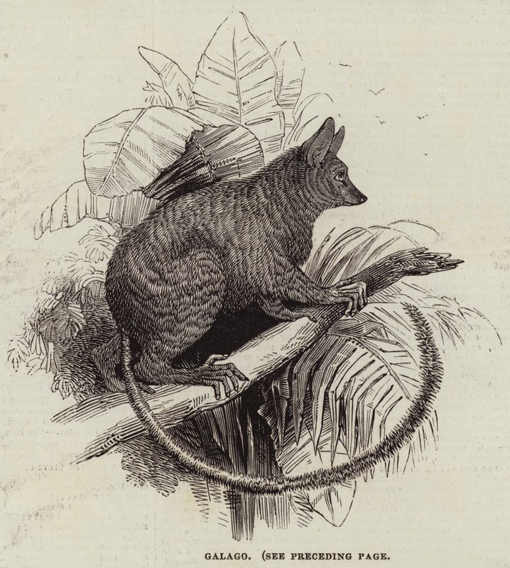 Galago (grabado) de English School