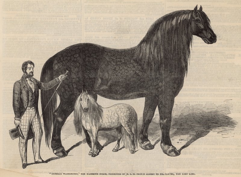 General Washington, el caballo mamut de English School
