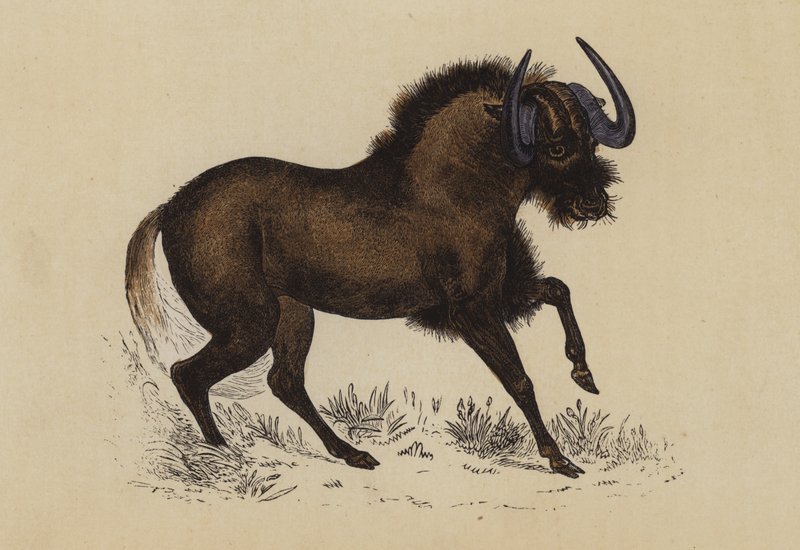 Gnu (litografía en color) de English School