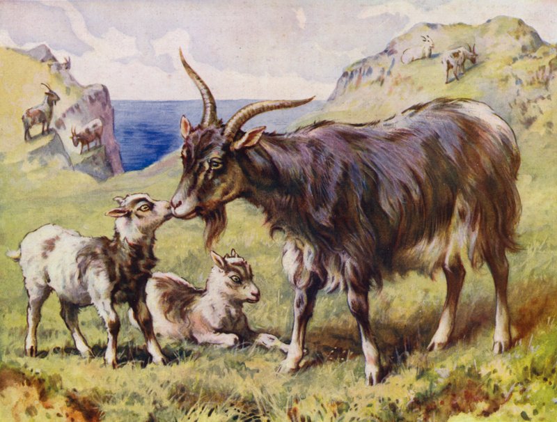 Cabra y niñas (color litho) de English School