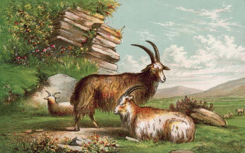 Cabras de English School