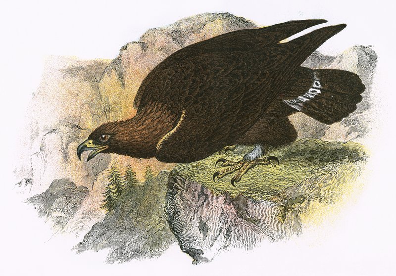 Águila real de English School