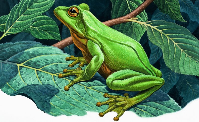 Gran rana verde de English School