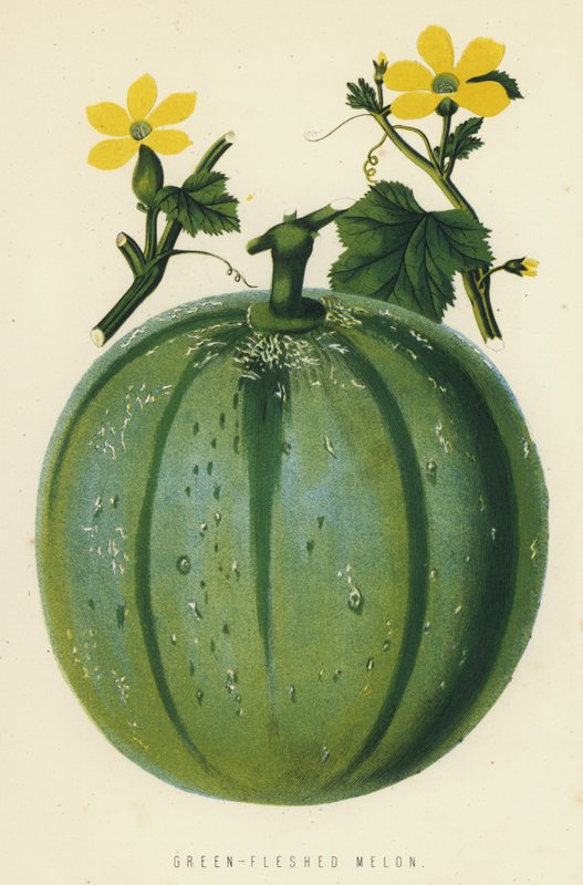 Melón de pulpa verde de English School