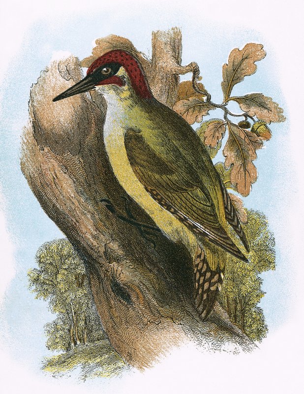 Pájaro Carpintero Verde de English School