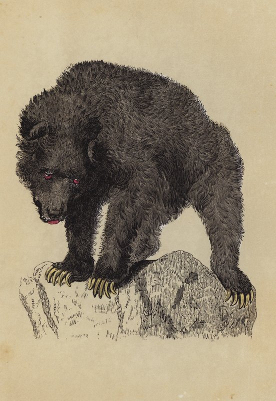 Grisly Bear (litografía en color) de English School